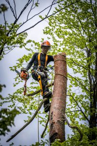 Sekač Podira Drevo na Višini