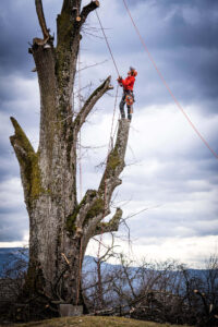 Obžagovanje dreves z vrvno tehniko